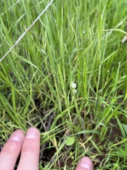 Plagiobothrys collinus