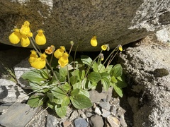 Calceolaria biflora