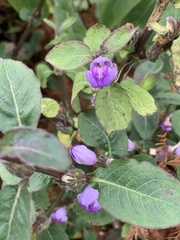 Hygrophila pogonocalyx