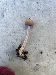 Psathyrella bipellis