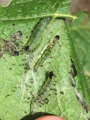 Haritalodes derogata
