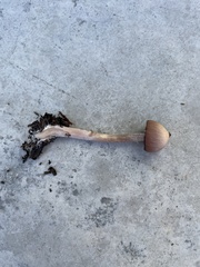 Psathyrella bipellis