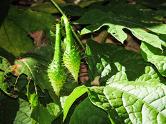 Ipomoea setosa melanotricha