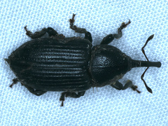 Siraton internatus