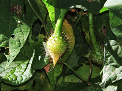 Ipomoea setosa melanotricha