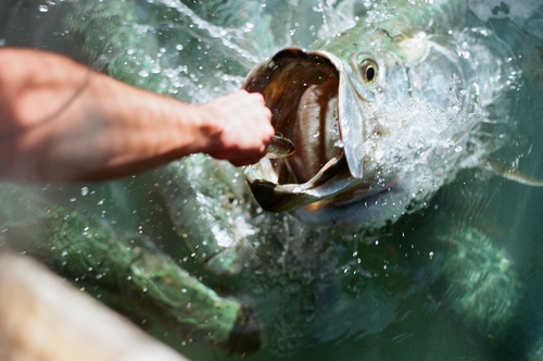 Atlantic tarpon