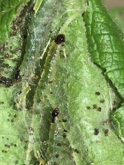 Haritalodes derogata