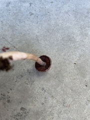 Psathyrella bipellis