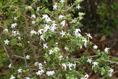 Coffea wightiana