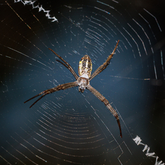Argiope dang