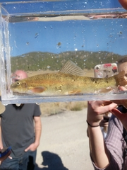 Pantosteus platyrhynchus