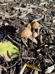 Psathyrella