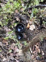 Pseudoplectania nigrella