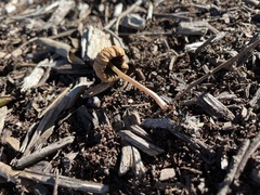 Psathyrella