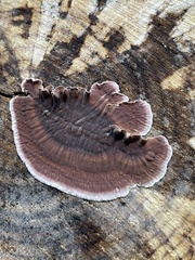 Chondrostereum
