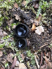 Pseudoplectania nigrella