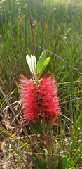 Melaleuca pachyphylla