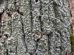 Pertusaria paratuberculifera