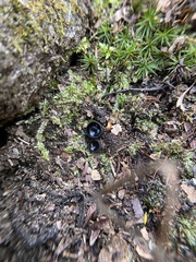 Pseudoplectania nigrella