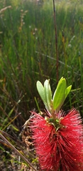 Melaleuca pachyphylla