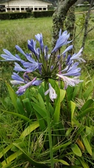 Agapanthus praecox