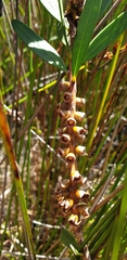Melaleuca pachyphylla