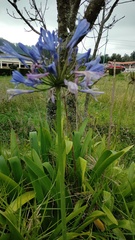 Agapanthus praecox