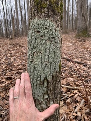 Pertusaria paratuberculifera