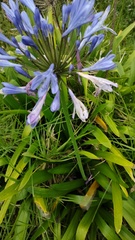 Agapanthus praecox