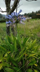 Agapanthus praecox