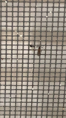 Macrocera