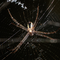 Argiope dang