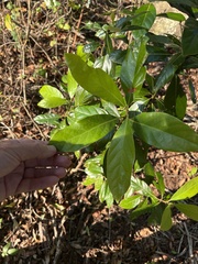 Persea borbonia