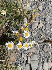 Anthemideae