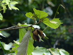 Pterospermum reticulatum
