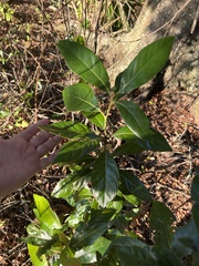 Persea borbonia