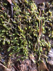 Bryoandersonia