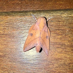 Adeloneivaia subangulata