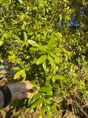Persea borbonia