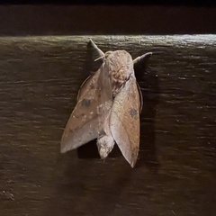 Adeloneivaia subangulata