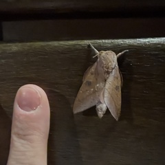 Adeloneivaia subangulata