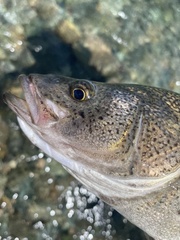 Creole Perch photo 3