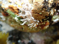 Spurilla braziliana
