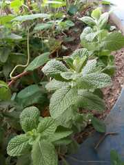 Pilea nummulariifolia