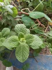 Pilea nummulariifolia