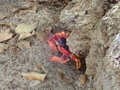 Gecarcinus lateralis