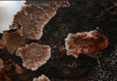 Stereum sanguinolentum