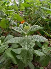 Pilea nummulariifolia