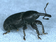 Siraton internatus