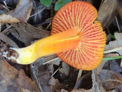 Hygrocybe